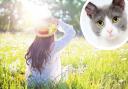 Charity reveals how to protect cats from skin cancer
