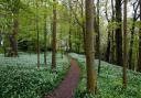A carpet of wild garlic at Erddig country park, by Cathie Langton