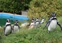 Penguin Parade at the Welsh Mountain Zoo