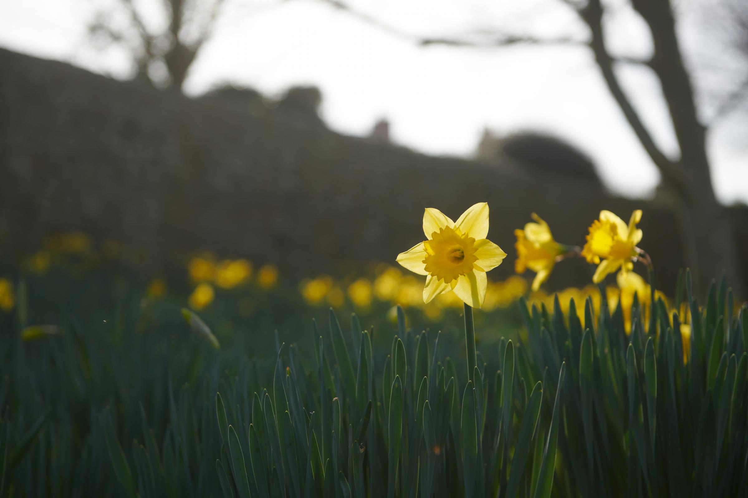Daffodils at St Davids Cathedral. Image: Wales Coastal Path