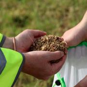 A natural grass control method is being trialled at meadow.