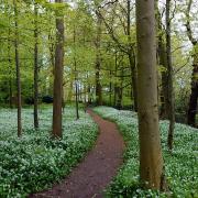 A carpet of wild garlic at Erddig country park, by Cathie Langton