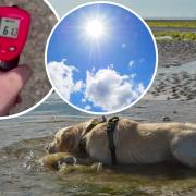 ‘Paw-scorchingly hot’ video shows pavement reach shocking SIXTY DEGREES