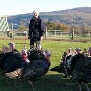 Lord Newborough with Rhug Estate's award-winning turkeys