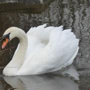 Helen Evans' picture of a swan at Cae Ddol, Ruthin