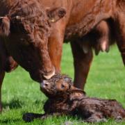 A cow with a newborn calf.