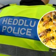 North Wales Police jacket. Inset: Bees