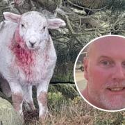 A photo provided by Cllr Williams (inset) shows the impact a dog attack had on a  lamb in May