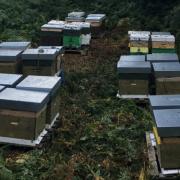 The beehives that were stolen from the business near Llangollen.