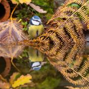 A Blue tit at a woodland pool near Corwen, North Wales, October 29, 2023. See SWNS story SWNAautumnal. A blue tit ponders its reflection in this charming Autumnal pictures. Image: Richard Bowler