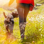 Some of the best dog walks in Wales have been listed.