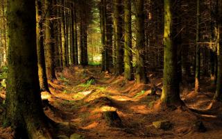 Clocaenog and Gwydir forests named top in the UK. Image: Getty Images