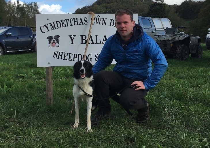 sennybridge sheepdog sale 2019