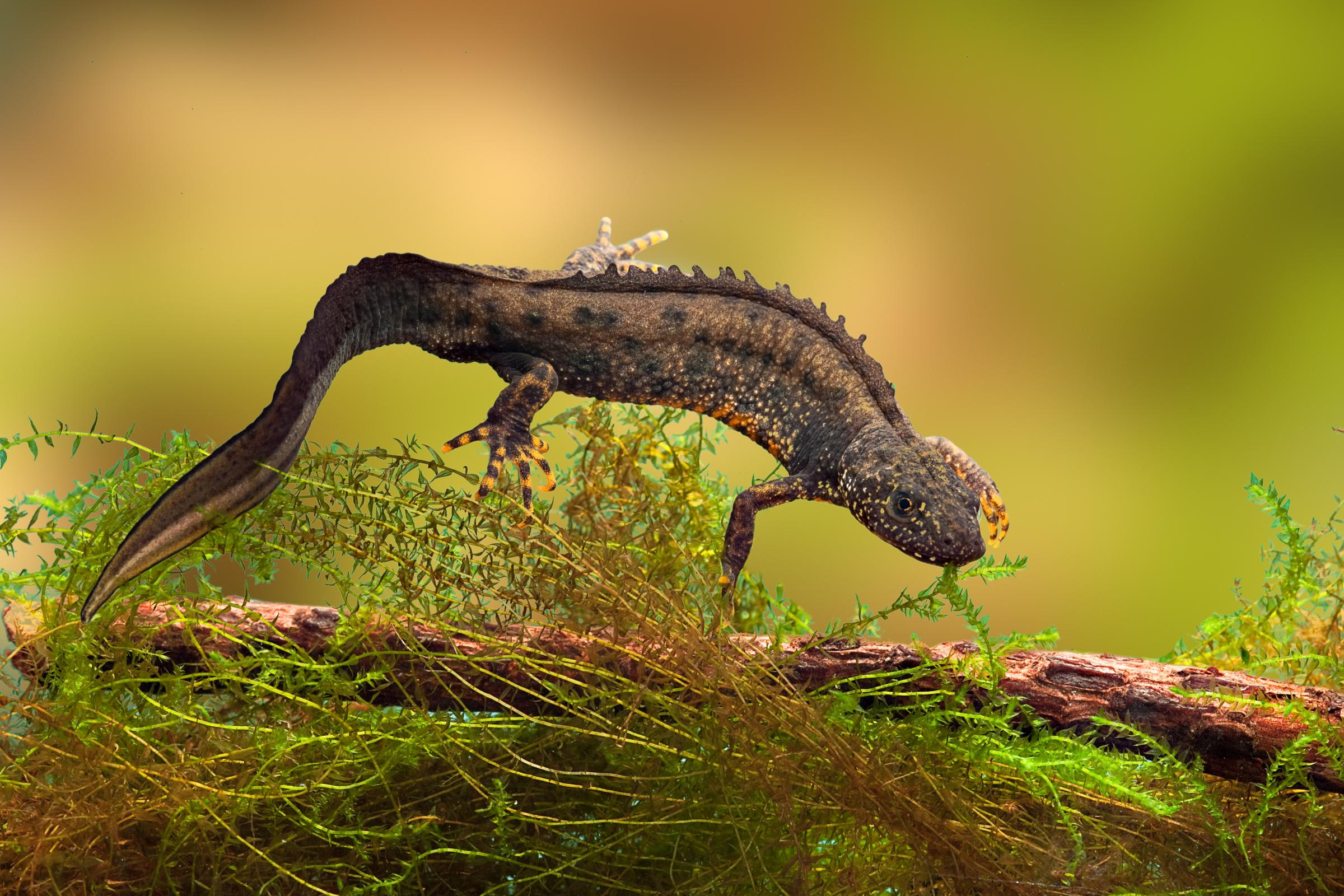 Great crested newt.