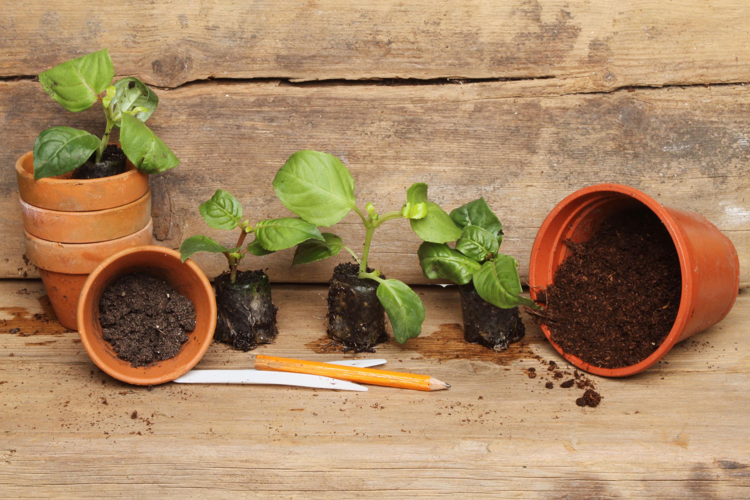 Plug plants to be potted into flowerpots. Photo: Alamy/PA