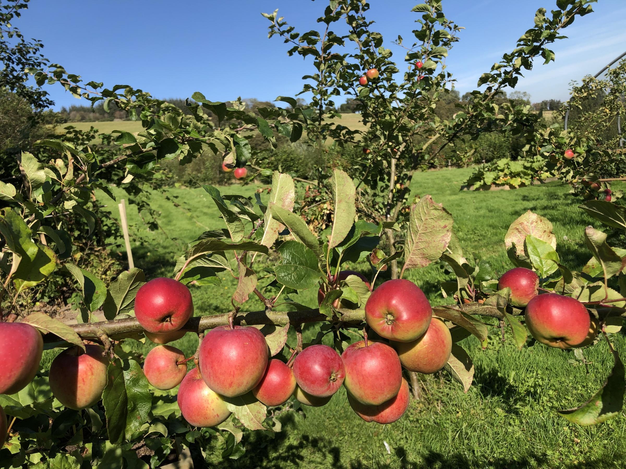 Ripe juicy apples in the Angel Feathers orchard.