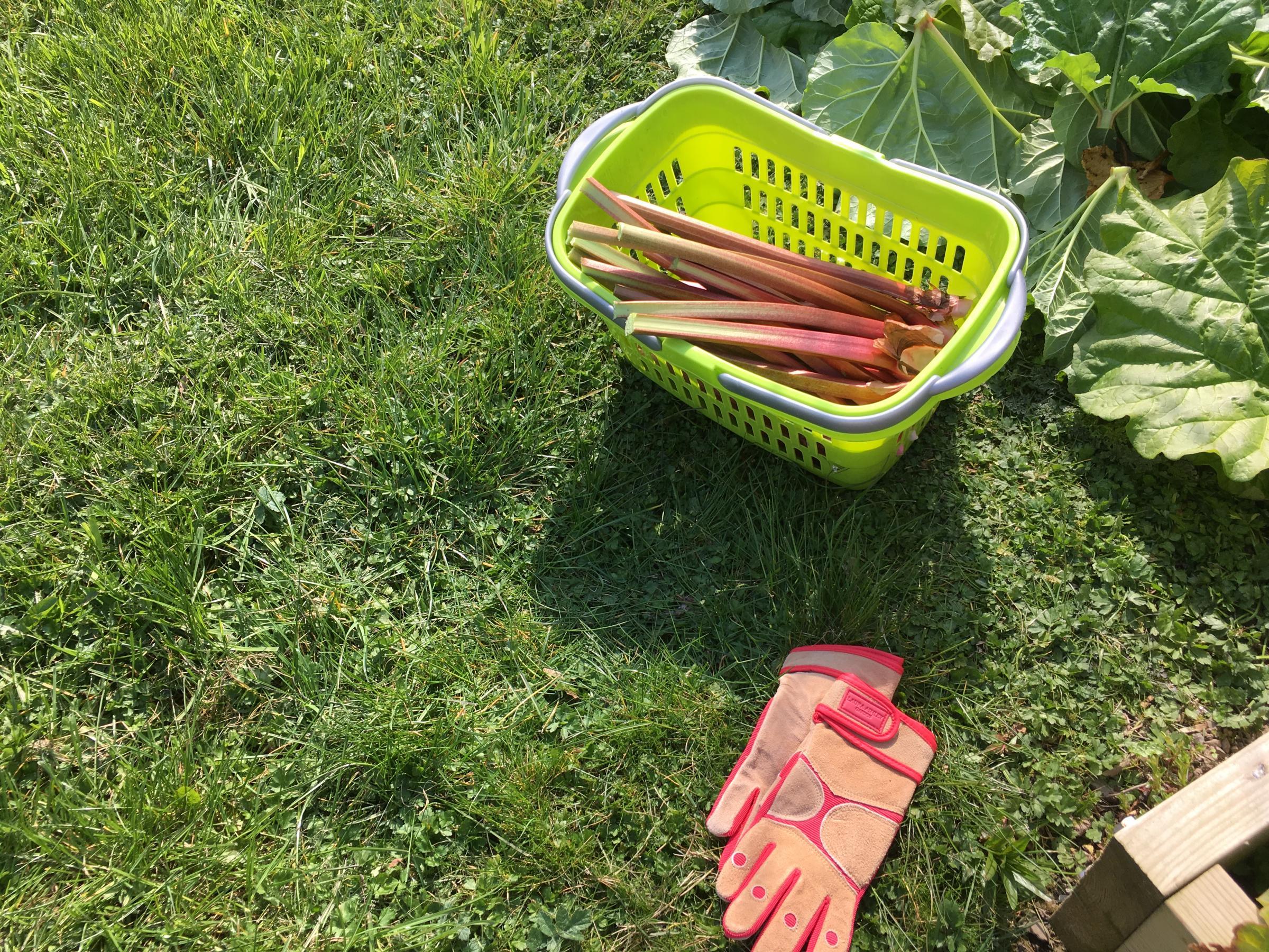 The beginning of the rhubarb harvest for Angel Feathers.
