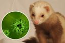 Ferret owners in Wales urged to join register.