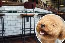 Should dogs be allowed in all pubs and restaurants? (images: Canva/Pixabay)