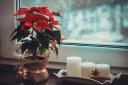 Denbigh Floral Art Club members were treated to a Christmas celebration evening
