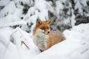 Charlie the fox. Caring Richard Bowler, who snapped these pics, has raised Charlie.