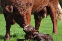 A cow with a newborn calf.