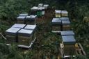 The beehives that were stolen from the business near Llangollen.