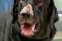 Alabama Rot: Dog owners urged to look out for symptoms