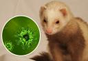 Ferret owners in Wales urged to join register.