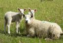 Helen Evans took this shot of a ewe with her lambs in the sunshine