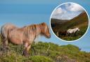 Carneddau mountain ponies