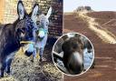 The Moel Famau Donkeys are taking on a Christmas charity challenge for Cherish Wrecsam.