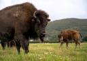 The Estate has welcomed 20 North American bison