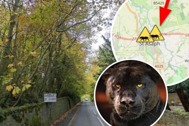 Big cat sighting in St Asaph has been added to Puma Watch North Wales' interactive map.