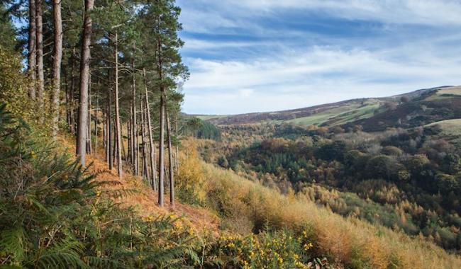 Work to fell diseased larch trees will take place at Moel Famau. PIC: Natural Resources Wales.