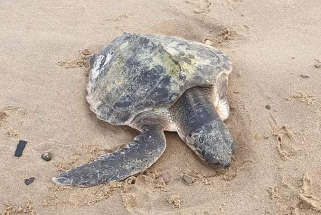 The Kemp's Ridley turtle found on Talacre beach.