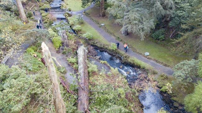 Toppled trees at Bodnant Garden following the gale-force winds of Storm Arwen. Picture: National Trust