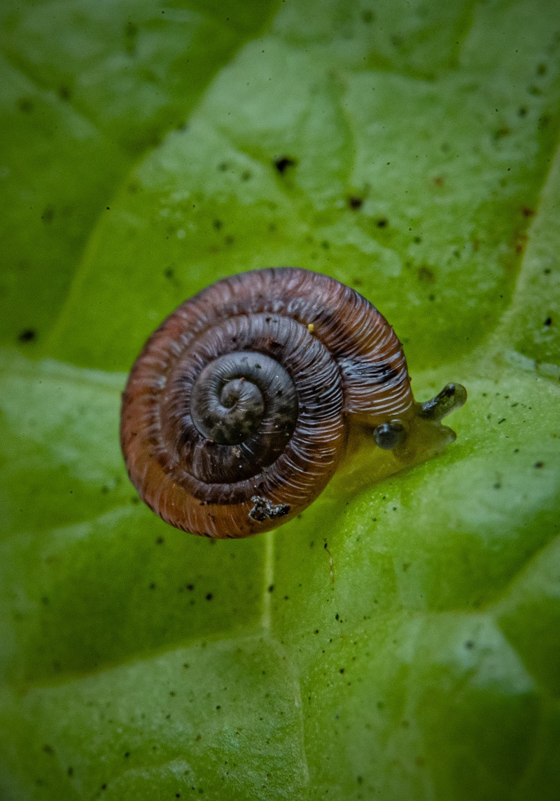 Two species of land snails, thought to be extinct for more than 100 years, have been rediscovered on a small isolated island and bred by experts at Chester Zoo.