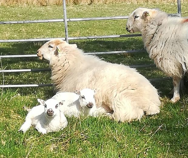 Denbighshire Free Press: John Jacob photographed these cuties on the B road from Llansannan to Gwytherin.