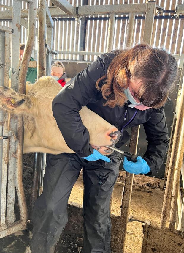Denbighshire Free Press:  Amber-Leigh Walker, the aspiring veterinary surgeon