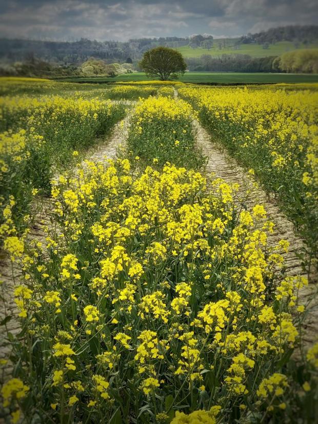 Denbighshire Free Press: A field full of Rapeseed flowers, near Bodelwyddan, by Ruth Davies