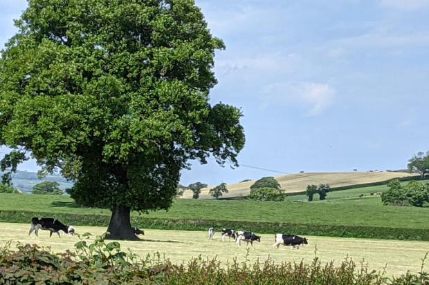 The Denbigh countryside, by Mike Ridder