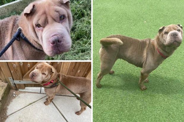 Lilibet the Shar-Pei is looking for a home