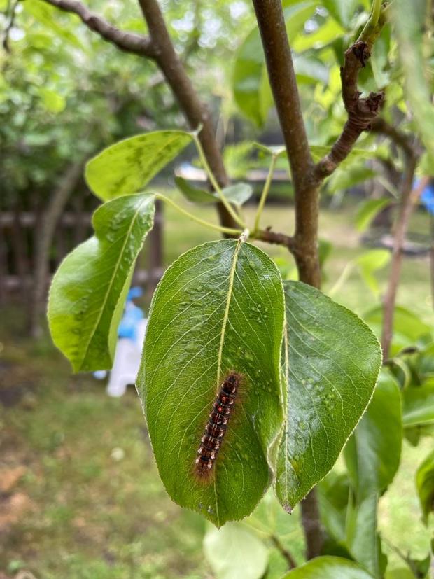 Denbighshire Free Press: Caterpillar rash caused by brown tail moth caterpillar. (SWNS)