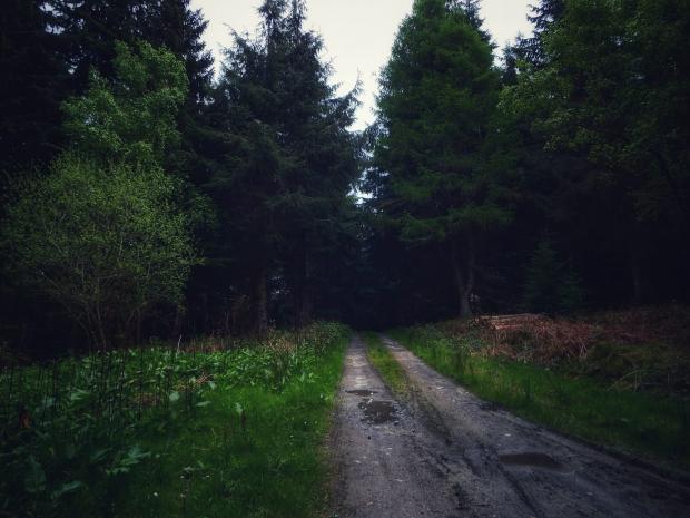 Denbighshire Free Press: Christine Geddes loves a good forest in Corwen!