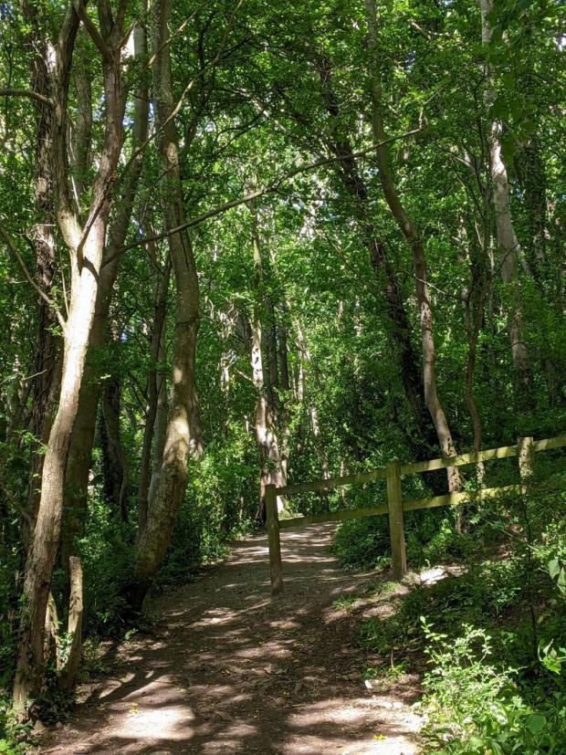 Denbighshire Free Press: Mike Ridder walking the woods in Denbigh