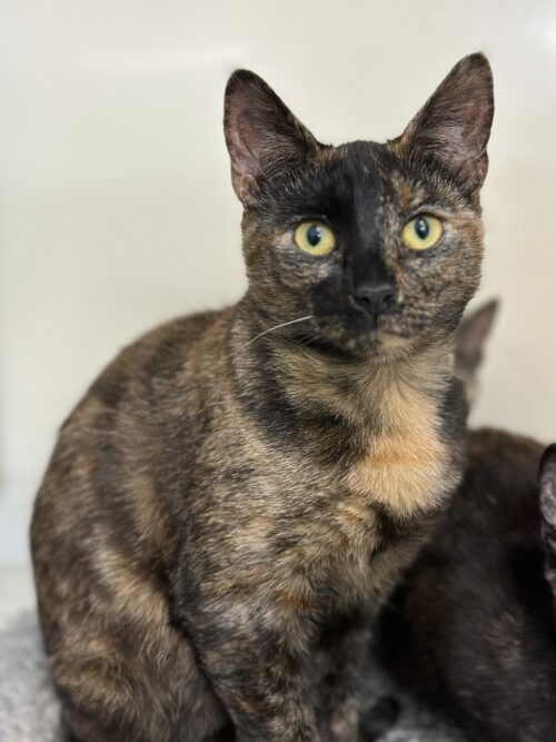Dina, available for adoption at NCAR.