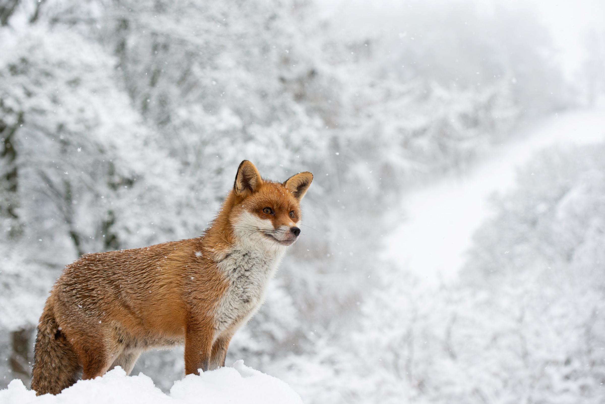 Charlie the fox. Caring Richard Bowler, who snapped these pics, has raised Charlie.
