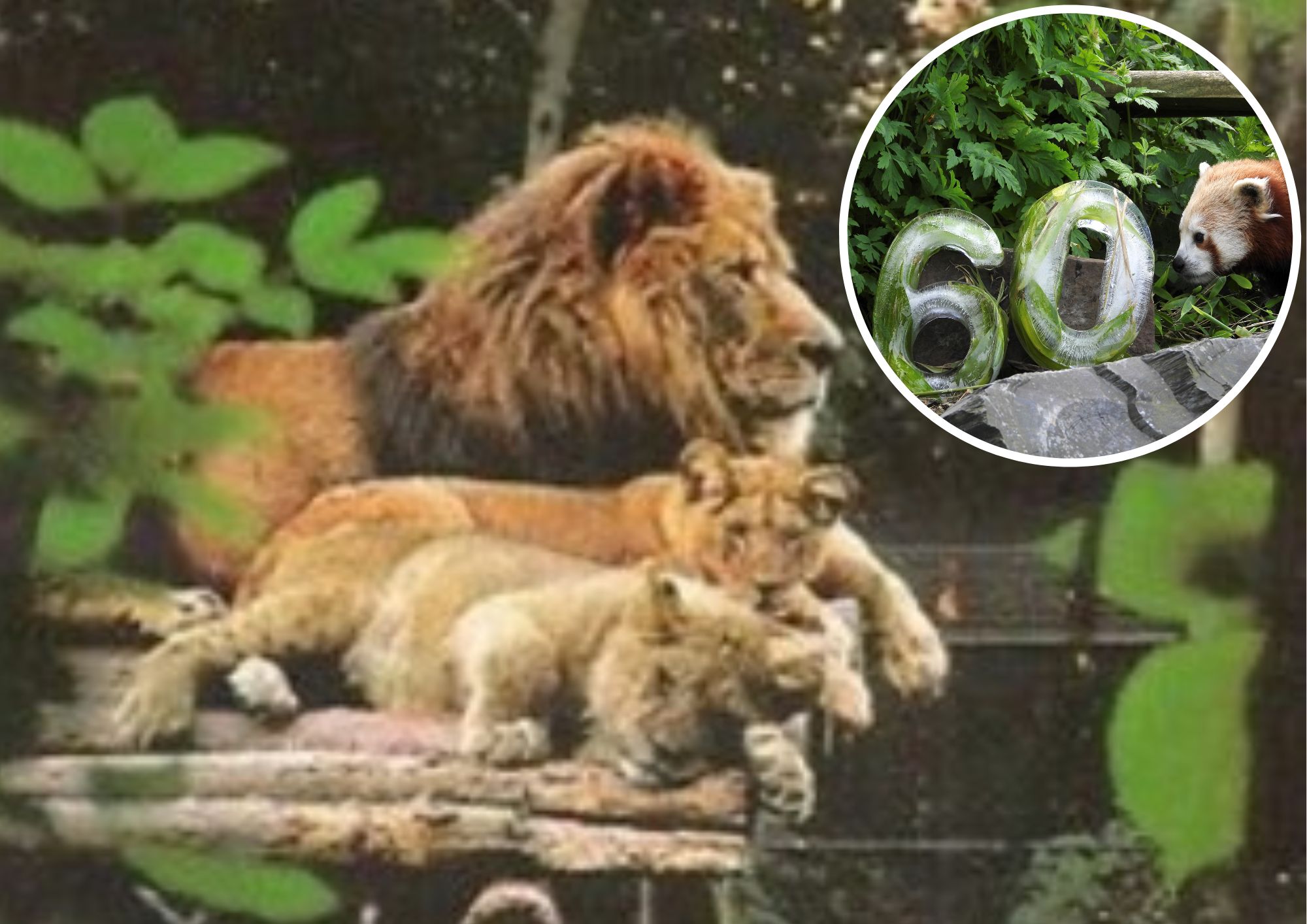 Rare photos as Welsh Mountain Zoo marks 60th anniversary | Denbighshire Free Press - Vimarsana News