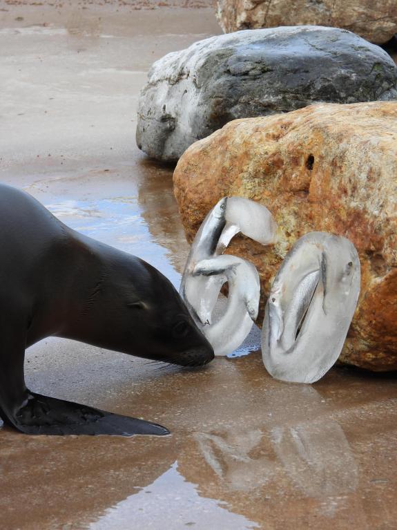 Denbighshire Free Press: Sea Lions celebrate in 2023. Denbighshire Free Press: Sea Lions celebrate in 2023.